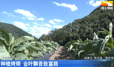 种植烤烟 金叶飘香致富路