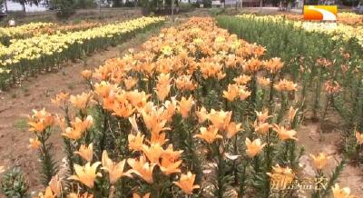 荒山开花 千亩百合为乡亲铺就致富路