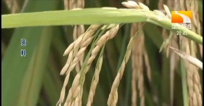 荆州市：加强当前早稻、再生稻田间管理的技术意见