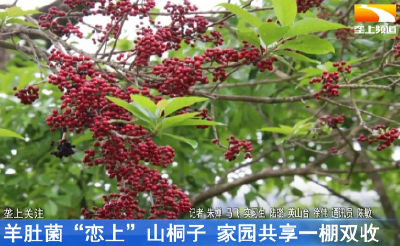 羊肚菌“恋上”山桐子 家园共享一棚双收