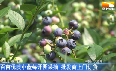 百亩优质小蓝莓开园采摘 批发商上门订货
