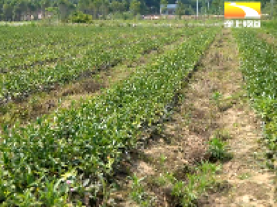 良种先行 湖北今年新改造低产油茶林30余万亩
