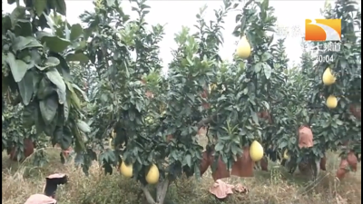 柚子种植的整形修剪