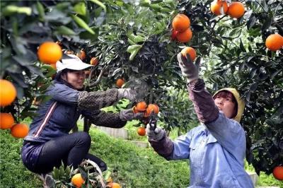 荆门农艺师出手，柑橘黄叶转绿