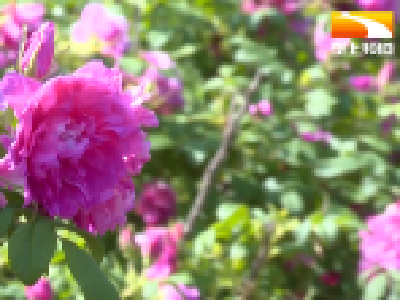 以花为媒方湾村 赚个“漂亮”钱