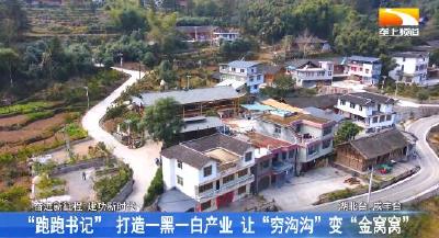 “跑跑书记” 打造黑猪白柚产业 “穷沟沟”变“金窝窝”