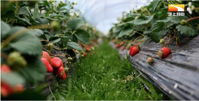 草莓施底肥的方法