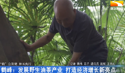 鹤峰：发展野生油茶产业 打造经济增长新亮点