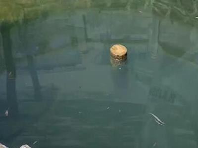 鄂州老井变身锦鲤池，至今还有村民在打水