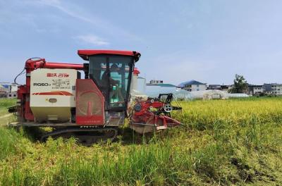 阳新：早稻获丰收 农机助力收割忙