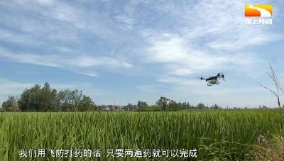 绿色防控见成效 水稻每亩投入下降80元