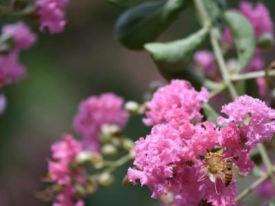 湖北保康：紫薇花开醉游人