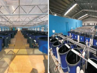 节能型循环水养殖系统