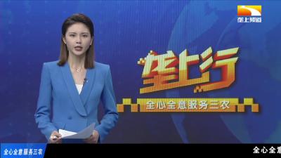 一根能卖十块钱！95后小伙种玉米不走寻常路