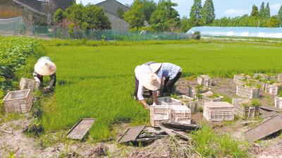 荆州江陵夏日育秧抢工忙