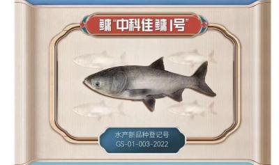二十余年攻关“一条鱼” 胖头鱼首个选育品种“中科佳鳙1号”通过审定