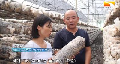高温持续 农技专家为香菇大棚“防暑降温”