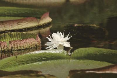  “水上花王”花开三日不同色 武汉植物园王莲进入盛花期