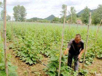 黄石大冶灵乡山区村民变“菜农”