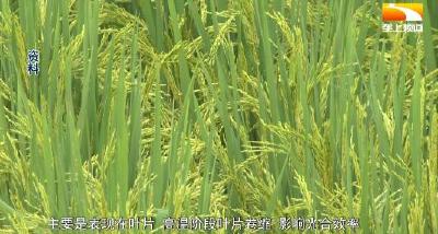 保秋粮丰收 湖北出台防御农作物高温热害技术意见