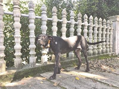 宜昌多地组建护秋队护粮 昔日猎人重操旧业猎捕野猪