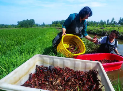 守住国家粮食安全生命线——监利确保养虾种稻两不误