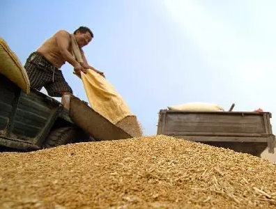 湖北夏粮购销量价齐增 小麦收购进度全国领先