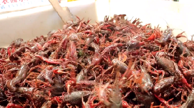 “草根龙虾”逆袭“全国虾王” 潜江小龙虾迈向千亿产业
