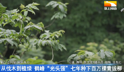 从伐木到植绿 鹤峰“光头强”七年种下百万棵青钱柳
