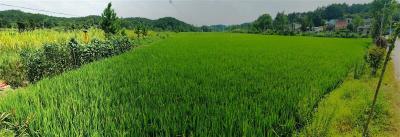 紧急提醒！持续高温小心水稻“中暑”减产