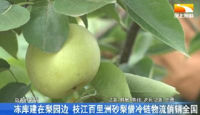冻库建在梨园边 枝江百里洲砂梨借冷链物流俏销全国