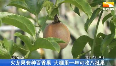 火龙果套种百香果 大棚里一年可收八批果
