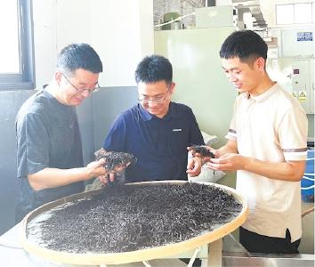 宜昌男子返乡研究茶叶 新工艺让“宜红”变年轻