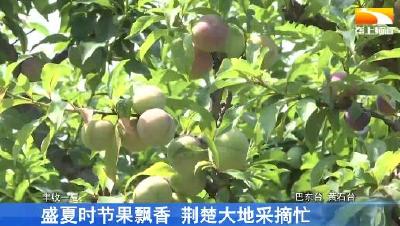 盛夏时节果飘香 荆楚大地采摘忙