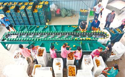 枝江百里洲砂梨丰收 产值3.8亿元