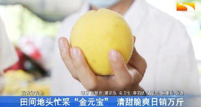 田间地头忙采“金元宝” 清甜脆爽日销万斤