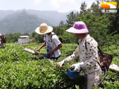 “废叶”变“金叶” 巴东茶农四季有盼头