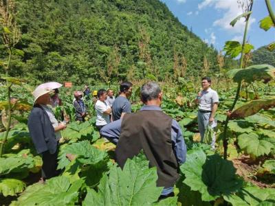 湖北省农科院在利川建大黄种植科技示范基地