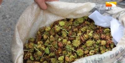注意！勿把“莽草”当“八角”
