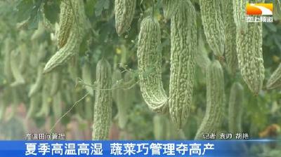 夏季高温高湿 蔬菜巧管理夺高产