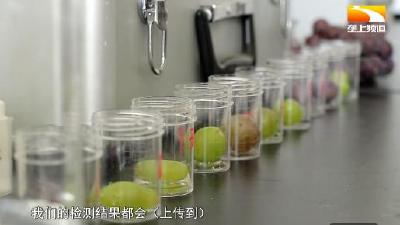 汉产葡萄甜蜜上市 “食安卫士”把牢安全关