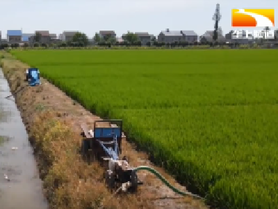 水稻夏管正当时 抗旱技术送到田间地头