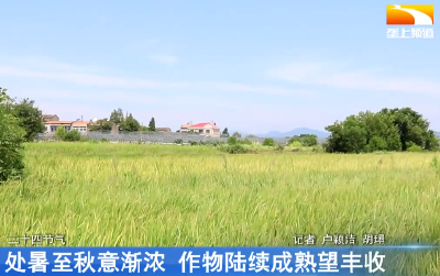 处暑至秋意渐浓 作物陆续成熟望丰收