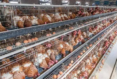高温季节鸡场安全生产应对要点