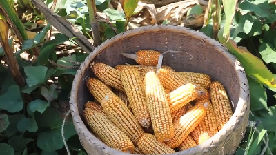 咸宁通山8.7万亩玉米喜获丰收 预计产量比去年增加8%
