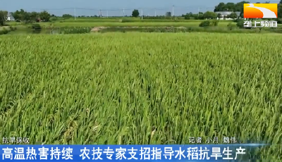 高温热害持续 农技专家支招指导水稻抗旱生产