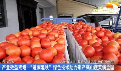 产量效益双增 “避雨延秋”绿色技术助力鄂产高山蔬菜俏全国