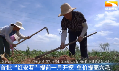 首批“红安苕”提前一月开挖 单价提高6毛