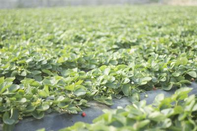 露天草莓的种植技术及管理技巧