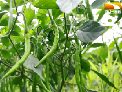 湖北“菜篮子”上新 高山蔬菜热销全国
